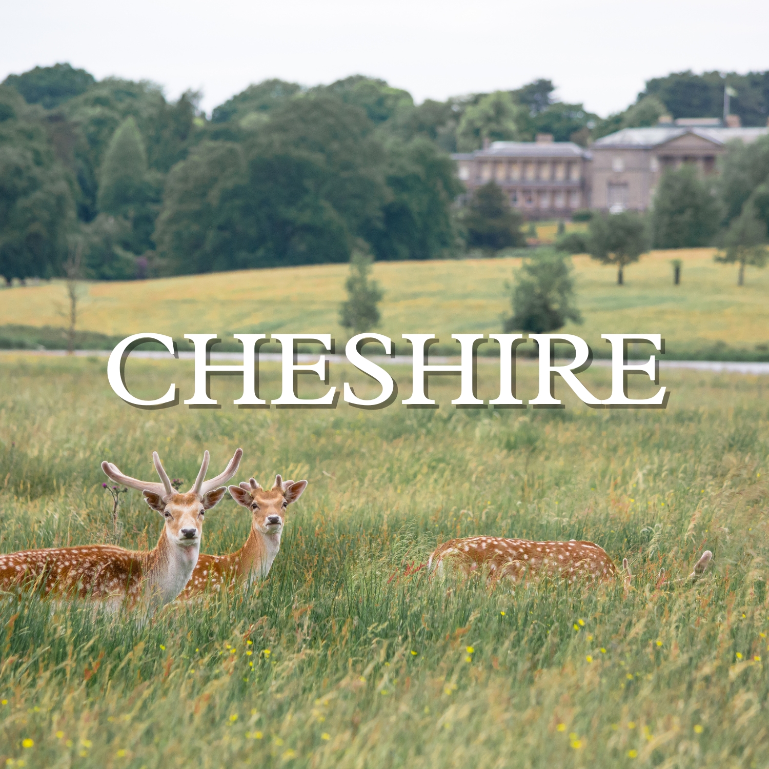 Cheshire